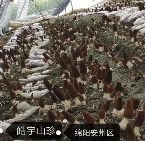 &#21326;&#20307;&#24179;&#21488;&#45;&#21326;&#20307;&#40;&#20013;&#22269;&#41;