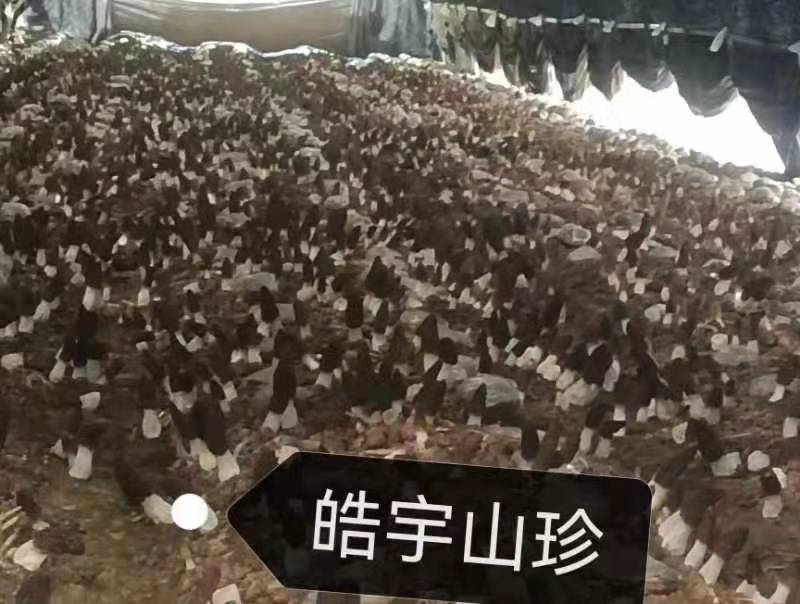 &#21326;&#20307;&#24179;&#21488;&#45;&#21326;&#20307;&#40;&#20013;&#22269;&#41;